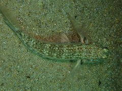 Istigobius hoesei