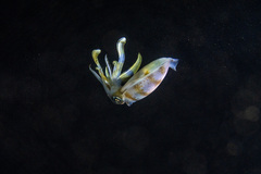 Sepioteuthis lessoniana