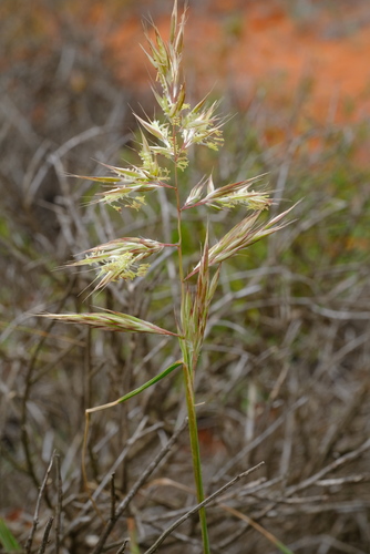 Chaetobromus involucratus