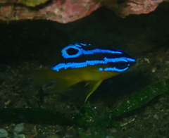 Mecaenichthys immaculatus