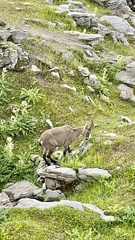 Capra ibex