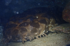 Orectolobus maculatus