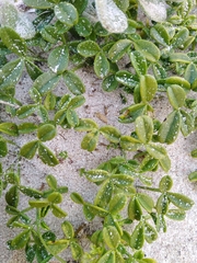 Psoralea repens