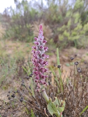Lachenalia