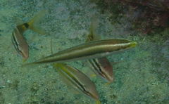 Stethojulis interrupta