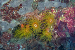 Cladopsammia gracilis