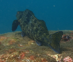Aplodactylus lophodon