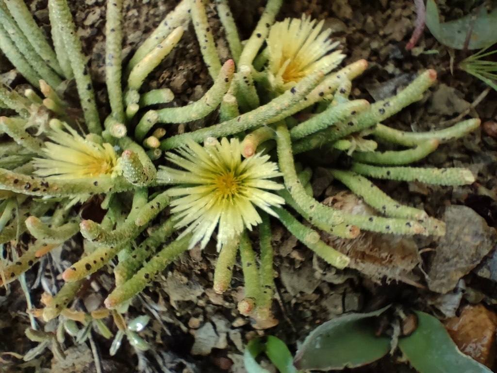 Mesembryanthemum tenuiflorum
