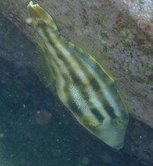 Meuschenia trachylepis