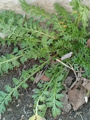 Lepidium didymum