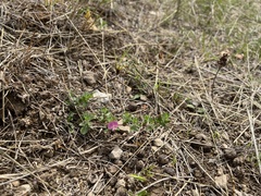 Ononis spinosa procurrens