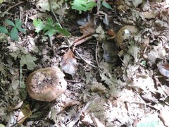 Russula amoenolens