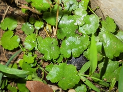 Hydrocotyle sibthorpioides