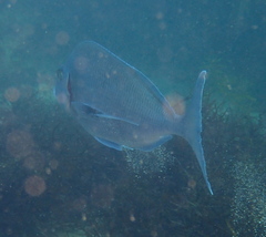 Nemadactylus douglasii