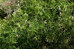 Clematis leptophylla