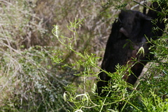 Clematis leptophylla