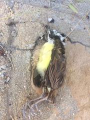 Pitangus sulphuratus