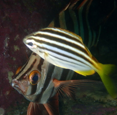 Atypichthys strigatus