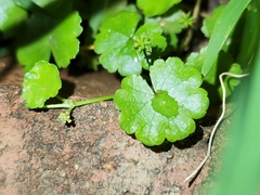 Hydrocotyle sibthorpioides
