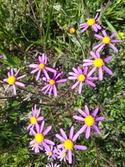 Senecio arenarius