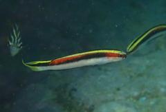 Trachinops taeniatus