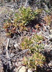 Crassula cultrata