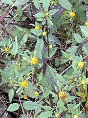 Bidens tripartita
