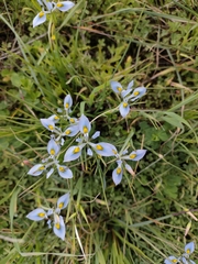 Moraea ciliata