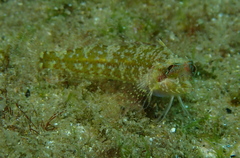 Enneapterygius atrogulare