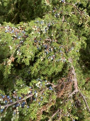 Oligotrophus juniperinus