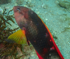 Notolabrus gymnogenis