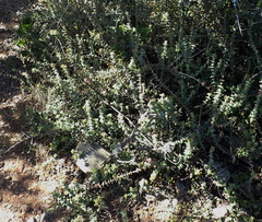 Crassula perforata perforata