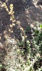 Crassula perforata perforata