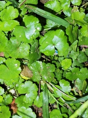 Hydrocotyle sibthorpioides