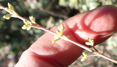 Crassula perforata perforata
