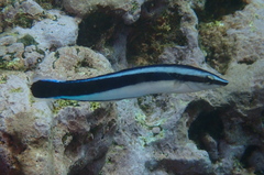 Aspidontus taeniatus