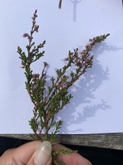 Calluna