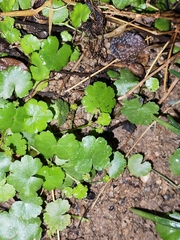 Hydrocotyle sibthorpioides