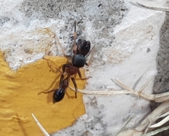 Myrmarachne melanocephala