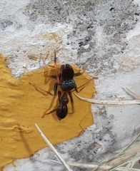 Myrmarachne melanocephala
