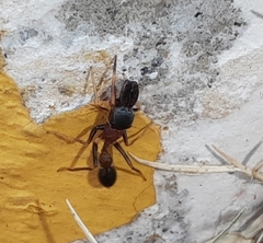 Myrmarachne melanocephala