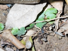 Hydrocotyle sibthorpioides