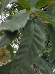Quercus trojana