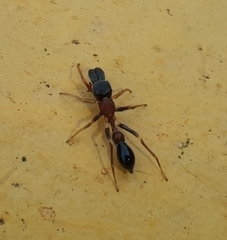 Myrmarachne melanocephala