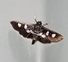 Desmia
