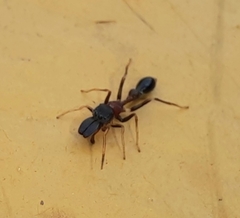 Myrmarachne melanocephala