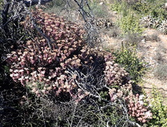 Crassula rupestris