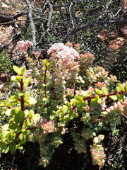 Crassula rupestris