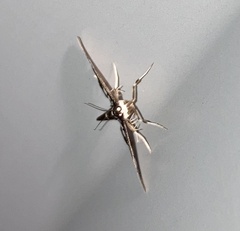 Desmia