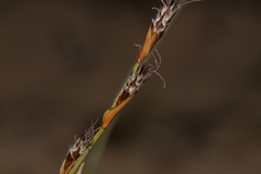 Lepidobolus preissianus